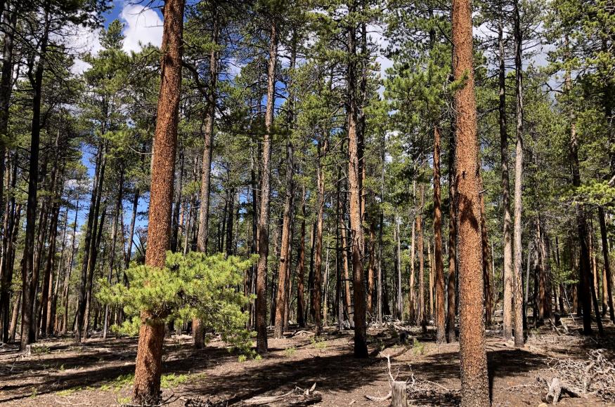  Taylor Park project site. Photo Credit: Kirsten Martin, Colorado State University 