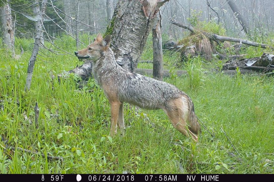 A coyote standing in a wet forest area.