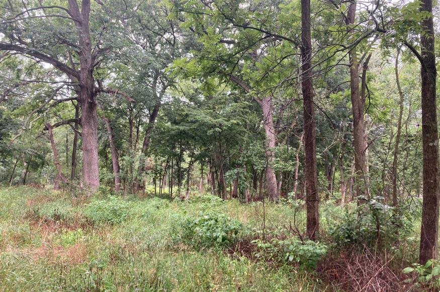 Former savanna at Meyer Preserve that has been encroached by undesirable woody species
