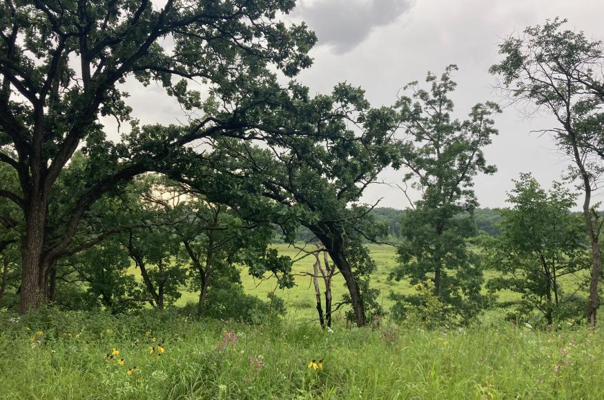 Healthy oak savanna managed with prescribed fire at Meyer Preserve