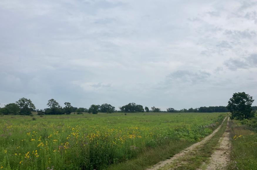 Restored mesic prairie at Meyer Preserve