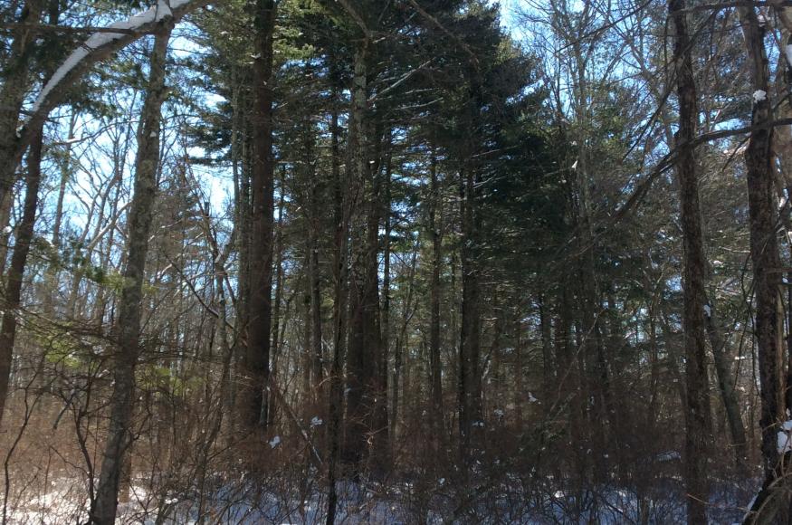 a forest in winter with a little snow on the ground