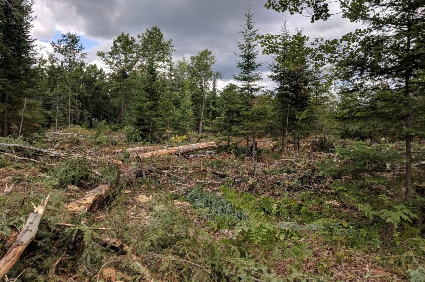 fallen timber logs from harvest with a few scattered pines left as overstory