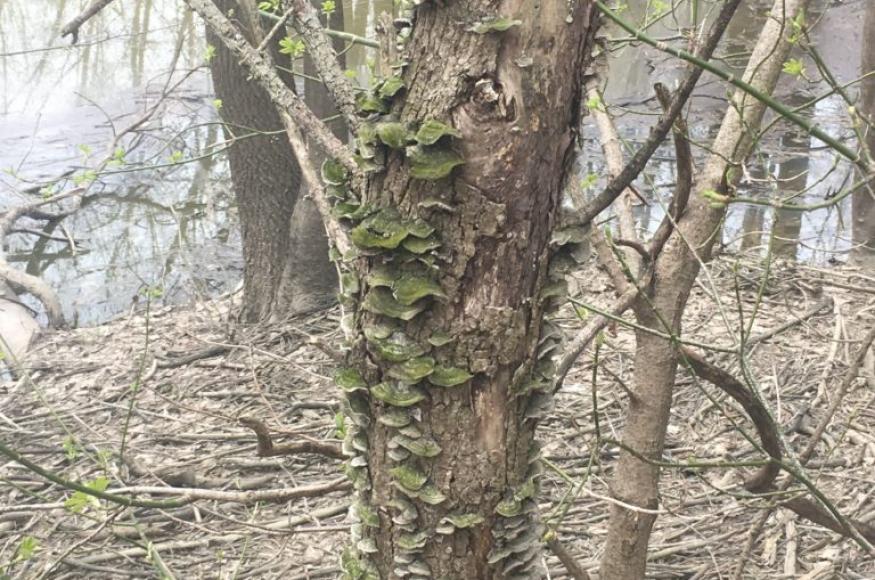 tree
