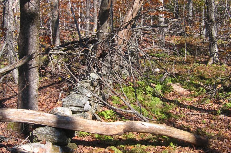 An old and abandoned stone wall visible under forest debris.