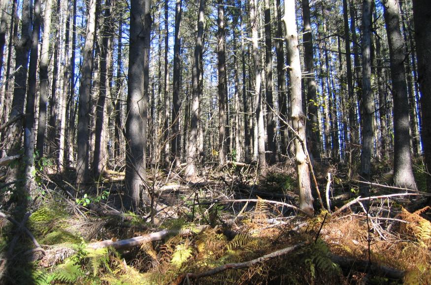A forest of mid-sized conifer trees, growing densly