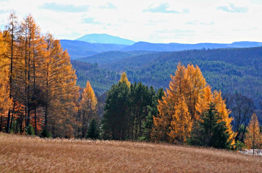 trees2