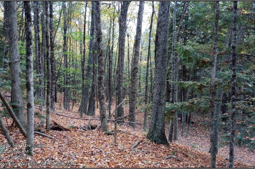 Red oak-black birch stand in the Skofield Forest. 
