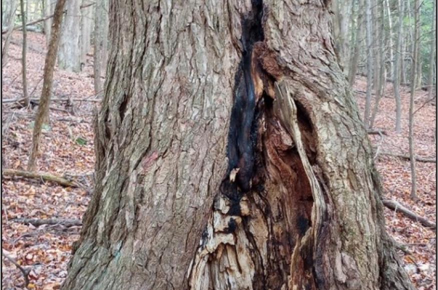 legacy hemlock over four feet in diameter with developing basal cavity that will provide shelter for wildlife