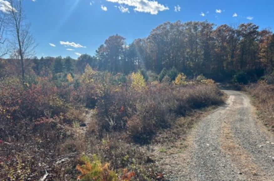 Forest road next to a regenerating stand of conifers and hardwoods