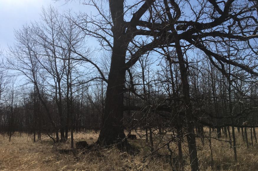 Trees on site (photo: Josh Sulman)