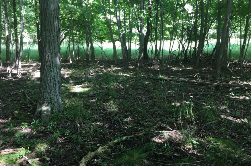 Forest on-site pre-restoration (photo: Josh Sulman)