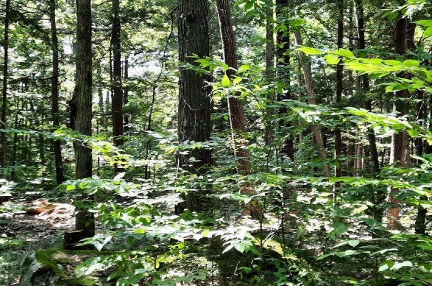 A typical hemlock/hardwood/red oak stand found on the property.