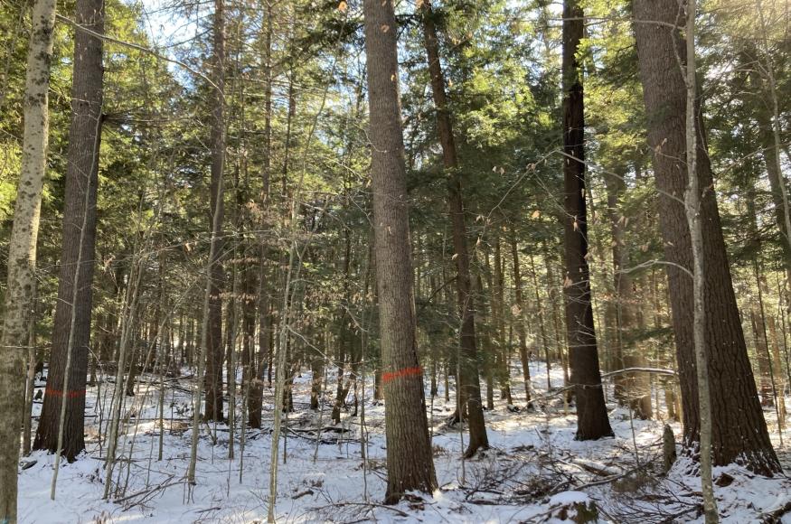 A pine-hemlock forest stand