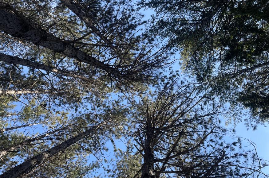 Looking up in a stand of red pine