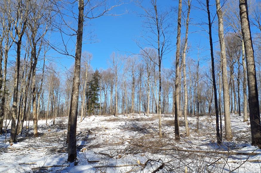 Regeneration cutting