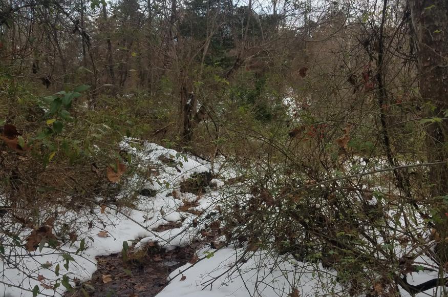 Large Stream/Floodplain Forest stand