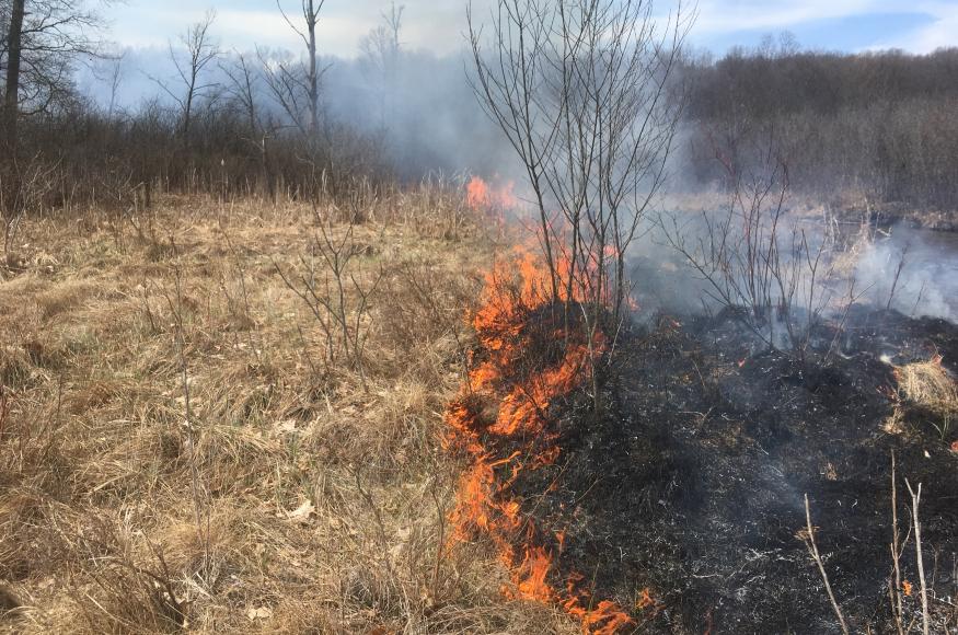 Prescribed fire in a fen