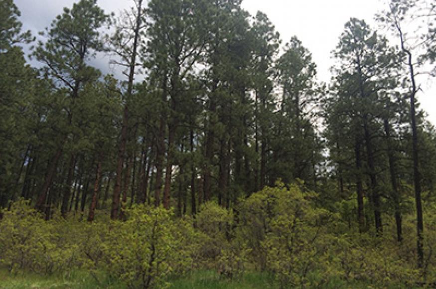 Key projected climate change impacts were identified by the project team for the San Juan National Forest ASCC site. Photo Credit: Molly Roske 