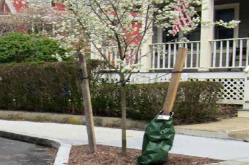 a curb bump-out with a tree planted