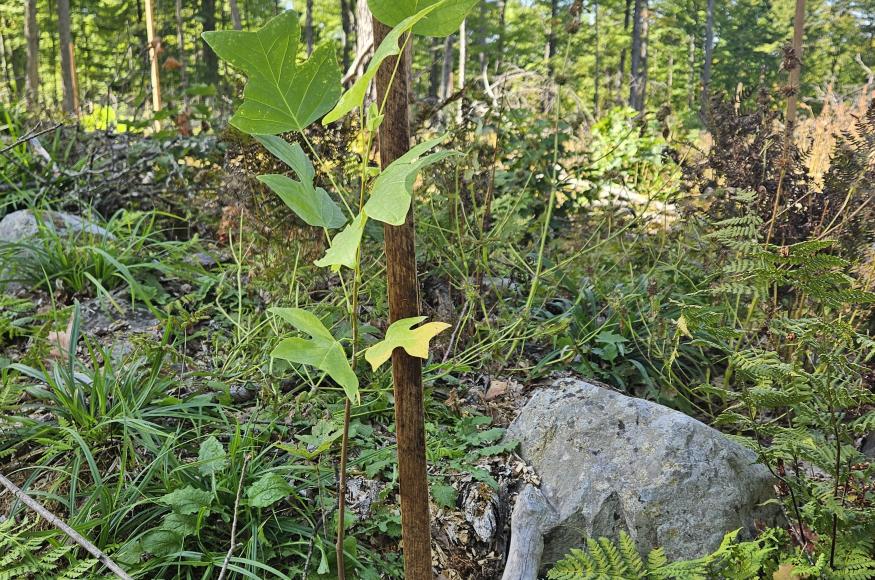 a tulip poplar seedling, planted in the transition treatment