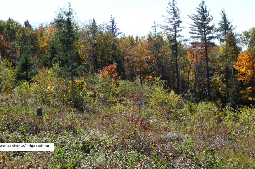 Desired Future Condition: diverse, mixed regeneration with retained large trees and snags in a young forest edge