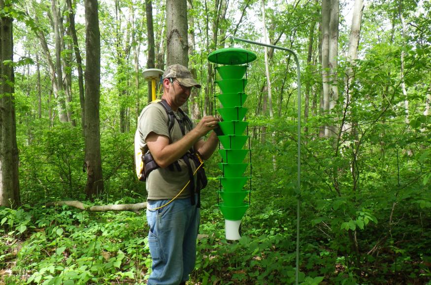 An EAB trap being used to monitor EAB populations across the Pokagon reservation. 