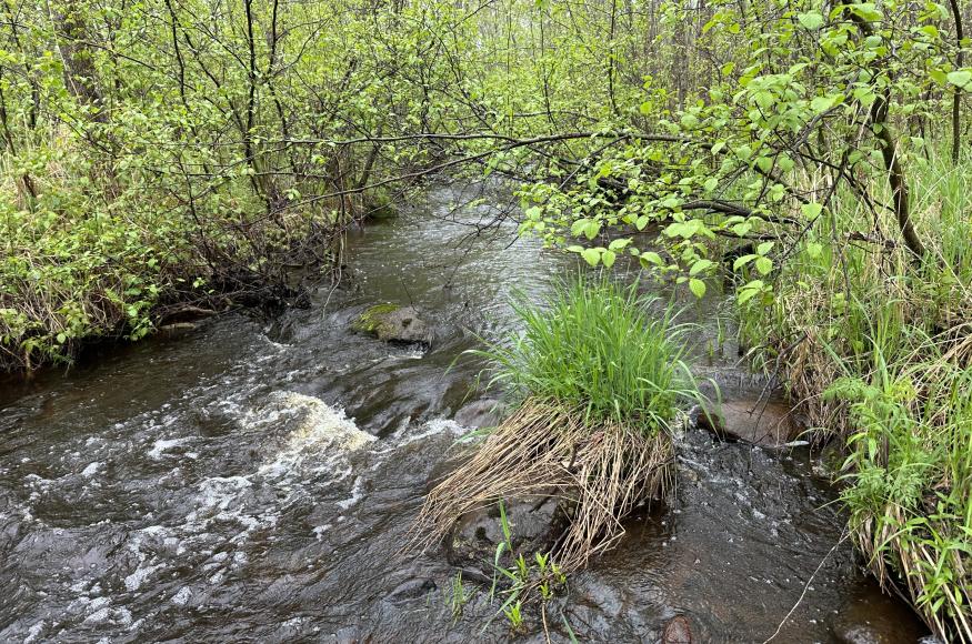 small creek rapid with grass and alder in the background