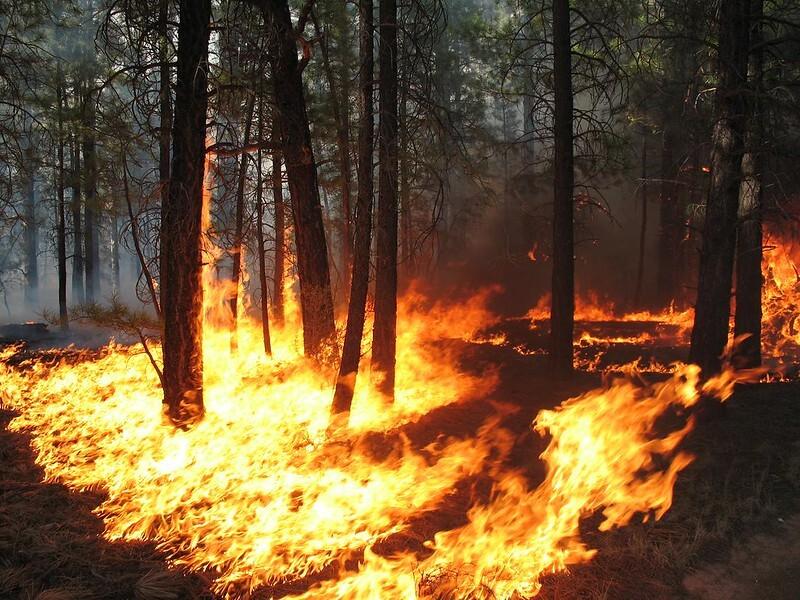 Kaibab National Forest Ponderosa Pine prescribed burn
