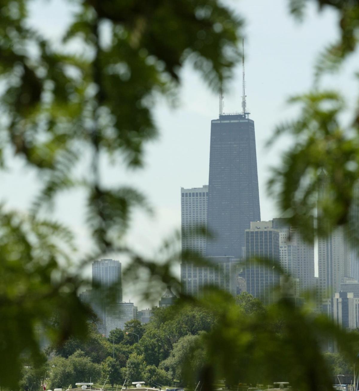 Trees in an Urban area