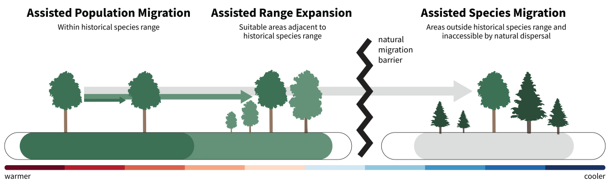 Image of a range of warmer to cooler, with assisted population migration (within historical species range) showing tree movement within a colored range, assisted range expansion (suitable areas adjacent to historical species range) showing tree movement to just outside of range, a break with a natural migration barrier, and assisted species migration (areas outside historical species range and inaccessible by natural dispersal) showing tree movement past the barrier to a range outside of the original.