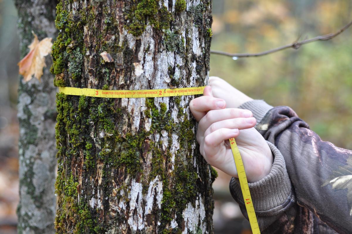 Photograph of a pair of hands measuring a tree trunk with yellow measuring tape.